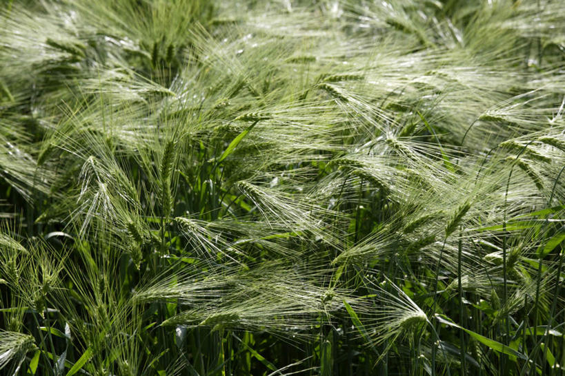 无人,农田,横图,俯视,室外,白天,庄稼,农作物,小麦,美景,朦胧,模糊,景观,谷物,自然,景色,麦子,自然风光,彩图,高角度拍摄,耕地,庄稼田