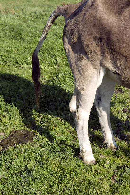 无人,竖图,俯视,室外,白天,草地,草坪,美景,植物,牛,野生动物,德国,欧洲,一头,阴影,影子,景观,草,绿色,自然,动物,景色,可爱,活泼,西欧,自然风光,大便,德意志联邦共和国,巴伐利亚,巴伐利亚州,拜恩州,拜恩自由州,排便,施瓦本行政区,半身,彩图,高角度拍摄,排粪