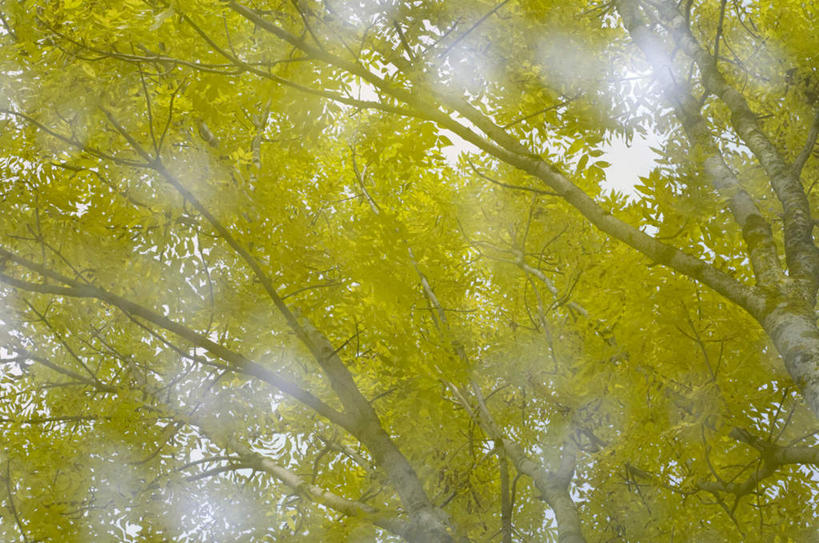 无人,横图,室外,白天,仰视,旅游,度假,美景,植物,阴影,朦胧,模糊,光线,影子,景观,娱乐,树,树木,绿色,阳光,自然,享受,休闲,景色,放松,白桦,生长,成长,自然风光,桦树,桦皮树,桦木,彩图,低角度拍摄