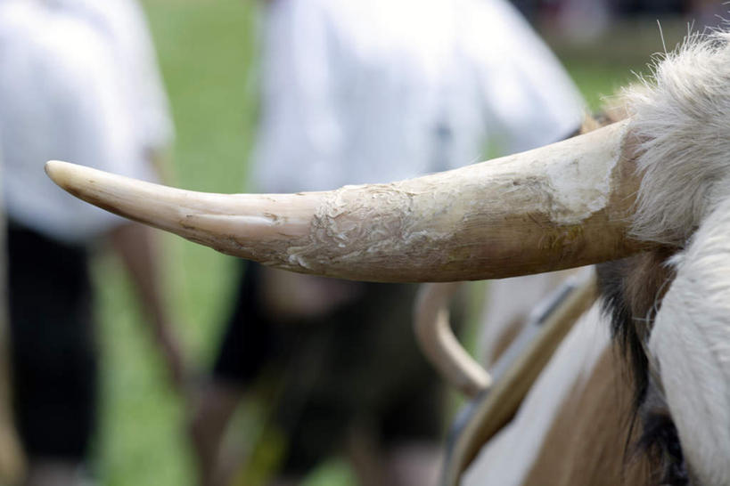 西方人,两个人,农民,牛仔,横图,室外,特写,白天,正面,牛,野生动物,德国,欧洲,欧洲人,服装,朦胧,模糊,休闲装,衣服,动物,休闲,休闲服,服饰,活泼,西欧,凶猛,牛角,德意志联邦共和国,巴伐利亚,巴伐利亚州,拜恩州,拜恩自由州,男人,男性,中年男性,白种人,佃农,牧牛工,牧牛人,牧童,农场主,农夫,农工,乡下人,小农,庄稼人,半身,彩图