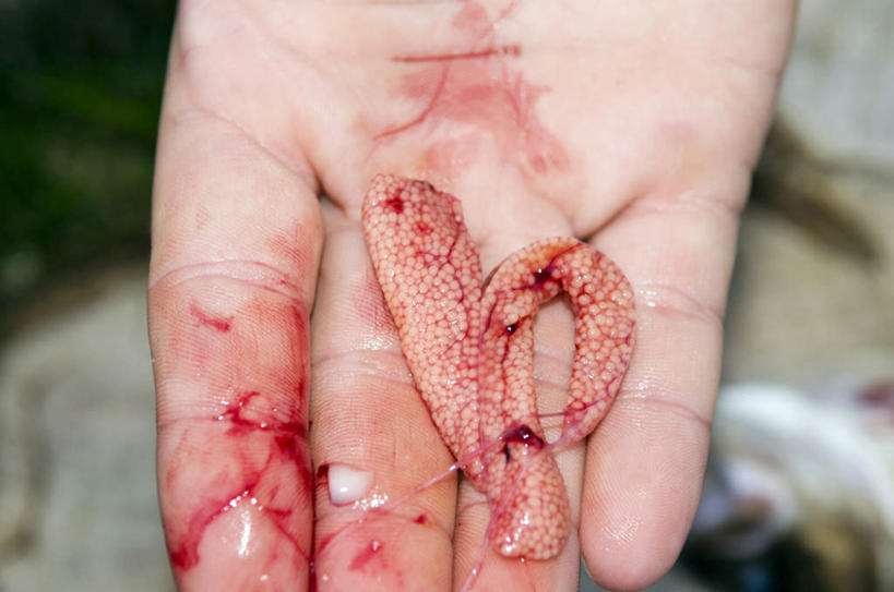 西方人,手,手掌,一个人,站,捧,横图,俯视,室外,特写,白天,欧洲,欧洲人,仅一个男性,仅一个人,朦胧,模糊,仅一个年轻男性,站着,手部,血液,单手,鱼子,男人,男性,年轻男性,白种人,端,端着,捧着,手捧,半身,彩图,高角度拍摄