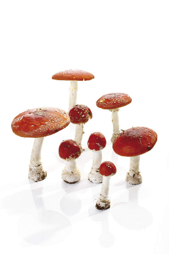 无人,竖图,俯视,室内,特写,白天,白色背景,草地,植物,许多,阴影,反射,影子,圆点,斑点,菌菇,菌类,草,排列,绿色,摄影,影棚,有毒,毒蝇伞,毒蝇鹅膏菌,摆列,哈蟆菌,捕蝇菌,毒蝇菌,彩图,高角度拍摄,影棚拍摄,拍摄,布列,分列