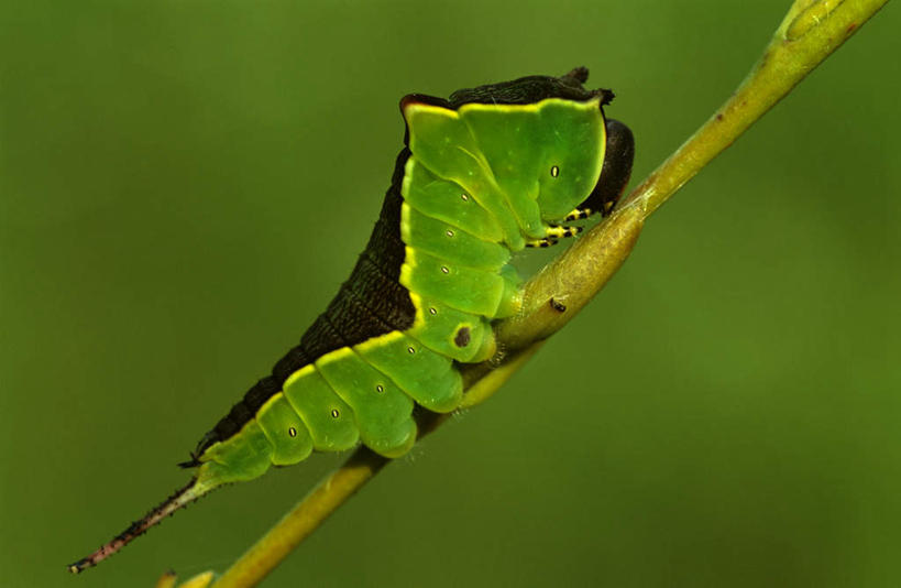 无人,横图,室外,特写,白天,侧面,美景,叶子,朦胧,模糊,昆虫,景观,绿叶,树枝,一只,绿色,自然,动物,嫩叶,景色,毛毛虫,自然风光,害虫,攀附,毛虫,带蛾毛虫,列队毛虫,黑带二尾舟蛾,叶,叶片,彩图,全身
