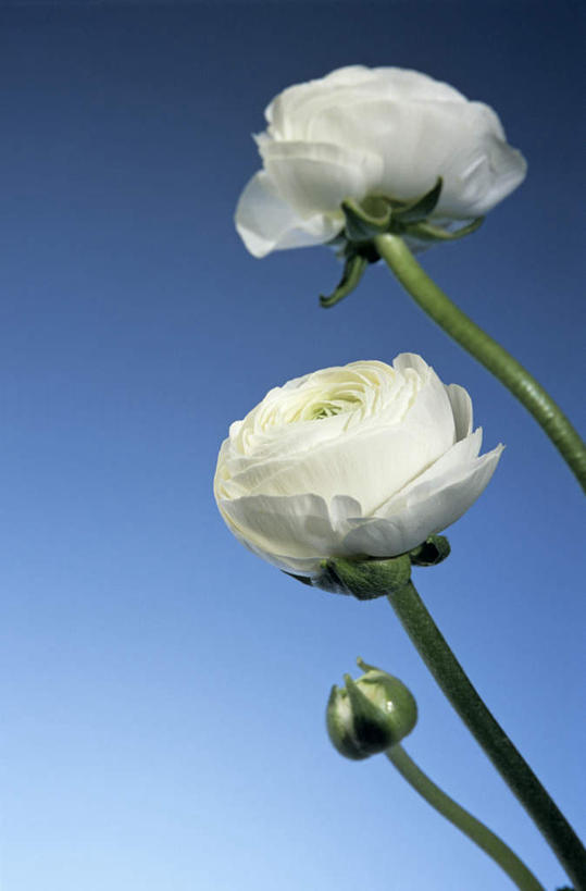 无人,竖图,室内,特写,白天,仰视,美景,叶子,三朵,蓝色背景,朦胧,模糊,盛开,景观,芹菜花,绿叶,花毛茛,花蕾,花,花瓣,花朵,鲜花,白色,自然,花苞,花蕊,嫩叶,景色,摄影,影棚,自然风光,花萼,花梗,陆莲花,波斯毛茛,叶,叶片,彩图,低角度拍摄,影棚拍摄,拍摄