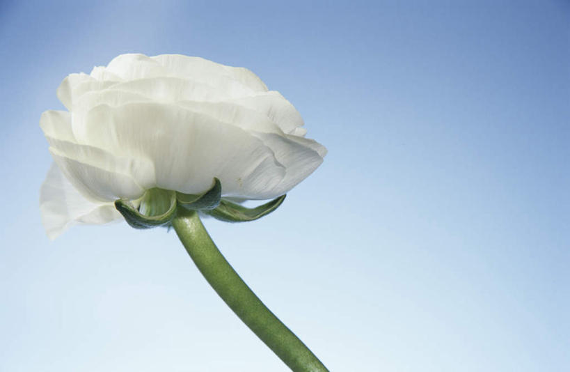 无人,横图,室内,特写,白天,仰视,美景,蓝色背景,朦胧,模糊,盛开,景观,芹菜花,花毛茛,花蕾,花,花瓣,花朵,鲜花,一朵,白色,自然,花苞,花蕊,景色,摄影,影棚,自然风光,花萼,花梗,陆莲花,波斯毛茛,彩图,低角度拍摄,影棚拍摄,拍摄