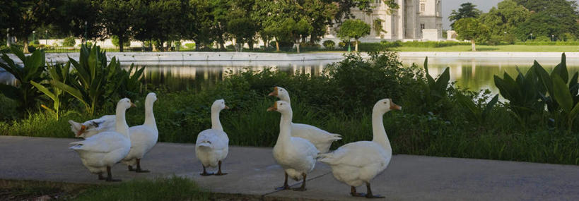 无人,站,横图,室外,白天,正面,旅游,度假,草地,草坪,湖,湖泊,美景,水,植物,鹅,野生动物,印度,亚洲,许多,湖面,景观,水流,水面,娱乐,草,树,树木,绿色,自然,动物,湖水,站着,享受,休闲,景色,放松,可爱,活泼,生长,成长,自然风光,南亚,首府,印度共和国,加尔各答,西孟加拉邦,彩图,全身