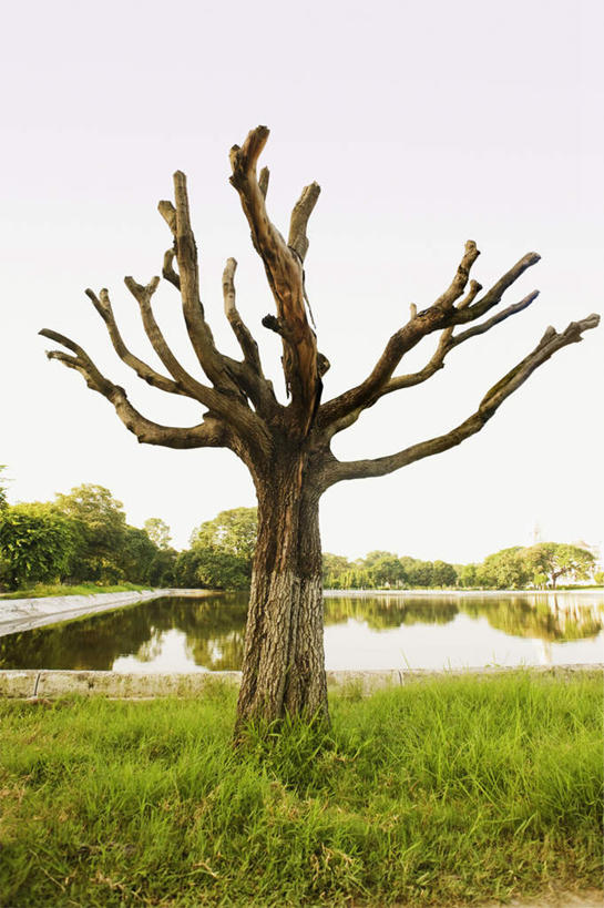 无人,竖图,室外,白天,正面,旅游,度假,草地,草坪,湖,湖泊,美景,水,植物,印度,亚洲,湖面,景观,水流,水面,娱乐,草,树,树木,绿色,天空,自然,湖水,天,享受,休闲,景色,放松,生长,晴朗,成长,自然风光,南亚,万里无云,首府,印度共和国,加尔各答,西孟加拉邦,晴空,晴空万里,彩图