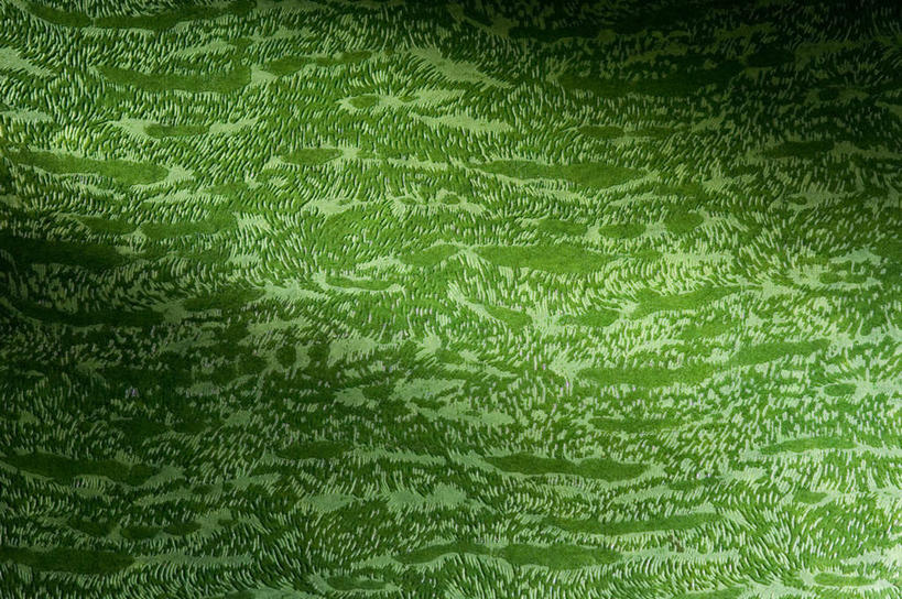 无人,横图,室内,特写,白天,正面,静物,阴影,花纹,新鲜,反射,纹路,图案,纹理,影子,绿色,青春,生命,和平,安详,肌理,冷色,彩图