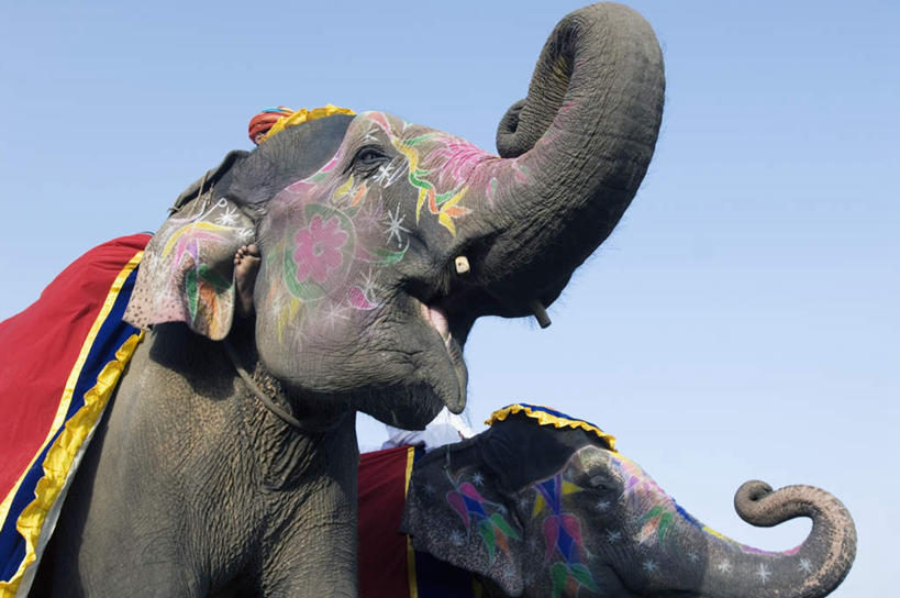 无人,站,横图,彩色,室外,特写,白天,仰视,哺乳动物,大象,野生动物,纺织品,两头,阴影,花纹,装饰,光线,毛毯,毯子,图案,影子,手工制品,图像,注视,蓝色,蓝天,天空,阳光,动物,工艺品,天,观察,看,站着,晴朗,观看,华丽,修饰,点缀,察看,关注,万里无云,衬托,美观,雅致,雅观,构图,式样,晴空,晴空万里,象,抬头,仰头,站立,半身,彩图,低角度拍摄