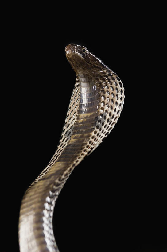 头,无人,竖图,室内,特写,白天,正面,野生动物,一条,阴影,黑色背景,反射,蛇,纹理,影子,注视,动物,观察,看,摄影,活泼,影棚,观看,察看,关注,凶猛,爬行类,眼镜蛇,危险,头部,半身,彩图,影棚拍摄,拍摄