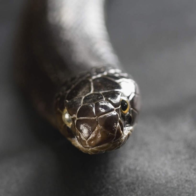 头,无人,横图,俯视,室内,特写,白天,野生动物,一条,黑色背景,朦胧,模糊,卷曲,蛇,纹理,注视,动物,观察,看,摄影,活泼,影棚,观看,察看,关注,凶猛,爬行类,眼镜蛇,危险,头部,半身,彩图,高角度拍摄,影棚拍摄,拍摄