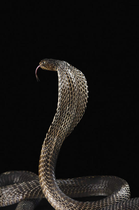 无人,竖图,室内,白天,侧面,野生动物,一条,黑色背景,蛇,纹理,注视,动物,观察,看,吐舌,摄影,活泼,影棚,观看,察看,关注,凶猛,爬行类,眼镜蛇,危险,半身,彩图,影棚拍摄,拍摄