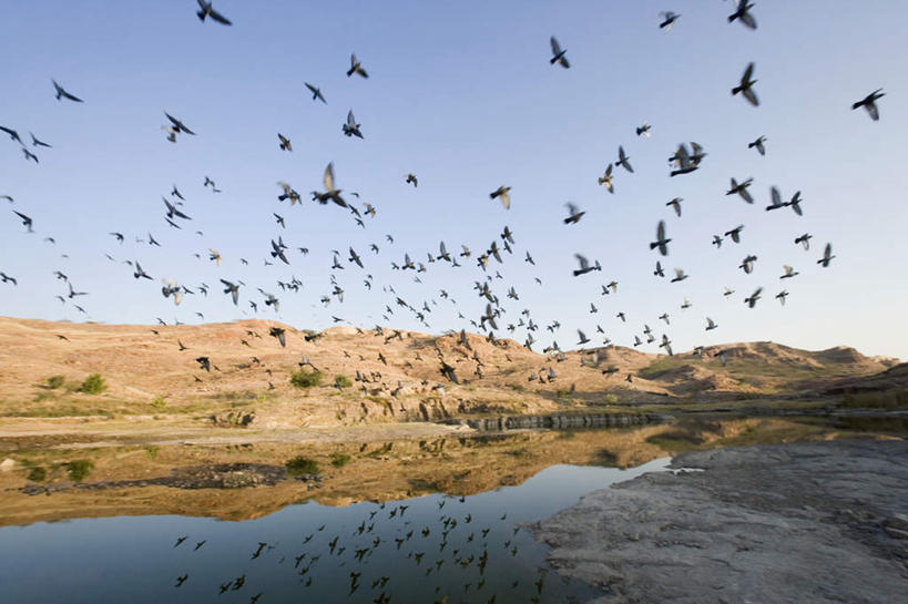 无人,横图,室外,白天,正面,旅游,度假,湖,湖泊,美景,山,山脉,水,鸟,印度,亚洲,许多,飞翔,伸展,张开,展翅,波纹,飞行,翅膀,鸟类,湖面,景观,山峰,水流,水面,涟漪,山峦,翱翔,娱乐,飞,倒影,蓝天,水纹,天空,自然,波浪,湖水,群山,天,享受,休闲,景色,放松,倒映,自然风光,南亚,张开翅膀,拉贾斯坦邦,拉贾斯坦,印度共和国,水晕,贾沙梅尔,反照,展开翅膀,彩图