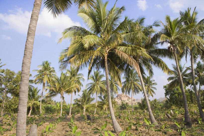 无人,横图,室外,白天,仰视,旅游,度假,美景,树林,植物,棕榈树,叶子,印度,亚洲,阴影,光线,影子,景观,云,云朵,绿叶,云彩,娱乐,树,树木,蓝色,绿色,白云,蓝天,天空,阳光,自然,天,享受,休闲,嫩叶,景色,放松,生长,晴朗,成长,自然风光,南亚,棕榈叶,喀拉拉邦,印度共和国,喀拉拉,叶,叶片,晴空,彩图,低角度拍摄