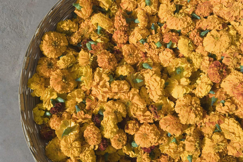 无人,横图,俯视,室外,特写,白天,餐具,一堆,堆叠,堆积,盛开,碟子,盘,万寿菊,花蕾,花,花瓣,花朵,鲜花,一个,盘子,碟,花苞,花蕊,健康,单个,堆,长寿,臭芙蓉,蜂窝菊,友情,彩图,高角度拍摄