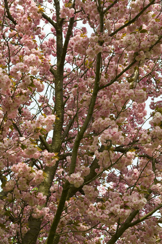 无人,果园,竖图,室外,白天,仰视,旅游,度假,美景,田园,植物,德国,欧洲,阴影,盛开,光线,影子,景观,果树,花蕾,娱乐,花,花瓣,花朵,鲜花,树,树木,绿色,阳光,自然,花苞,花蕊,享受,休闲,景色,放松,生长,成长,西欧,自然风光,德意志联邦共和国,田庄,巴伐利亚,巴伐利亚州,拜恩州,拜恩自由州,园子,彩图,低角度拍摄