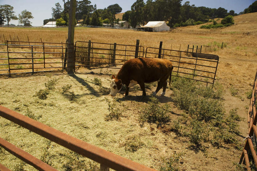 无人,家,栏杆,站,横图,俯视,室外,白天,旅游,度假,美景,植物,牛,一头,枯萎,房屋,屋子,景观,围栏,枯草,注视,娱乐,护栏,楼房,农庄,住宅,草,树,树木,黄色,绿色,自然,动物,观察,看,站着,享受,休闲,家畜,景色,放松,牲畜,生长,成长,观看,察看,关注,自然风光,站立,彩图,高角度拍摄,全身,房子