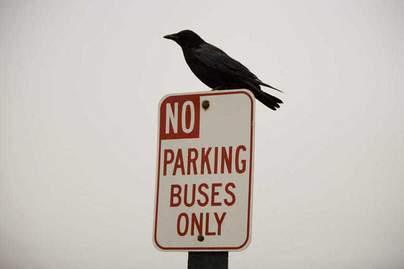 无人,站,横图,室外,特写,白天,仰视,雾,指示牌,鸟,野生动物,朦胧,模糊,英文,鸟类,标志,路标,文字,字符,字母,警告,注视,标识,路牌,一只,动物,观察,看,站着,警示,观看,英文字母,禁止,乌鸦,死亡,吉祥,迷雾,提醒,察看,关注,提示,限制,不祥,楚乌,老鸹,厄运,恐惧,危险,大雾,站立,彩图,低角度拍摄,全身