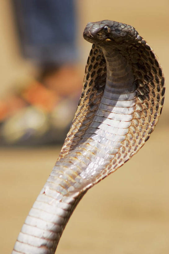 头,无人,竖图,室外,特写,白天,正面,美景,野生动物,印度,亚洲,一条,朦胧,模糊,爬行动物,蛇,景观,注视,自然,动物,观察,看,景色,观看,察看,有毒,关注,自然风光,冷血动物,南亚,凶猛,脊椎动物,长虫,眼镜蛇,拉贾斯坦邦,拉贾斯坦,印度共和国,普什卡,残暴,凶残,头部,半身,彩图,冷血