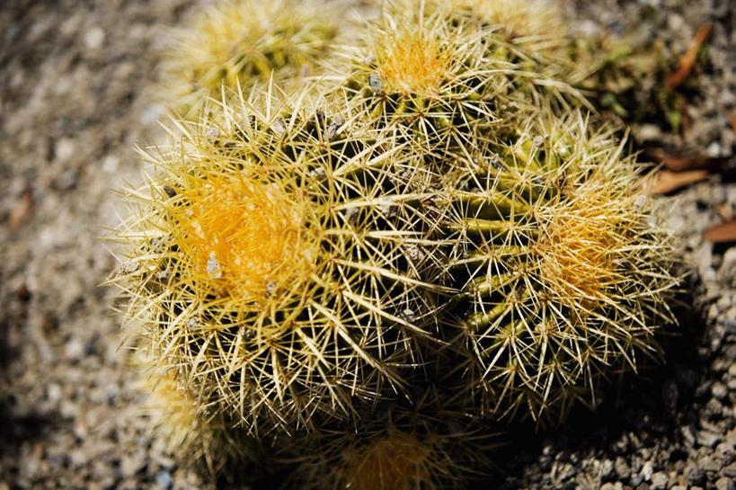 无人,横图,俯视,室外,特写,白天,美景,植物,仙人球,美国,阴影,光线,影子,景观,泥土,土壤,草药,中药,阳光,自然,景色,北美,北美洲,自然风光,美洲,药材,中草药,中药材,本草,北亚美利加洲,亚美利加洲,草球,长盛球,彩图,高角度拍摄