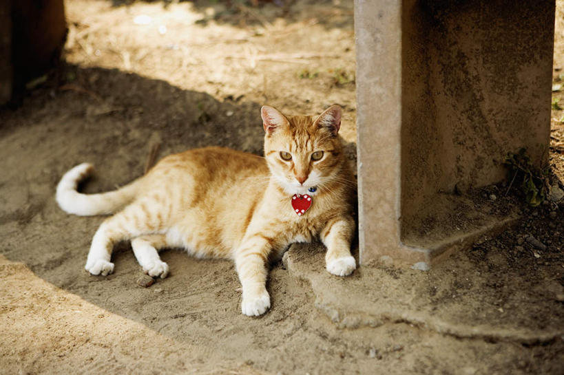 无人,横图,俯视,室外,白天,美景,宠物,猫,椅子,美国,阴影,光线,影子,木椅,景观,泥土,土壤,注视,一只,阳光,自然,动物,观察,看,趴着,景色,可爱,观看,察看,北美,北美洲,关注,加利福尼亚,自然风光,美洲,猫咪,加州,圣地亚哥,加利福尼亚州,金州,黄金州,圣地牙哥,圣迭戈,北亚美利加洲,亚美利加洲,趴,彩图,高角度拍摄,全身