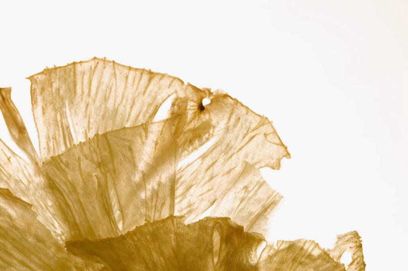 点心,无人,横图,室内,特写,白天,白色背景,正面,阴影,反射,影子,食品,甜点,甜品,食物,糕点,甜食,摄影,影棚,华夫饼,窝夫,格子饼,华夫,格仔饼,压花蛋饼,彩图,影棚拍摄,拍摄