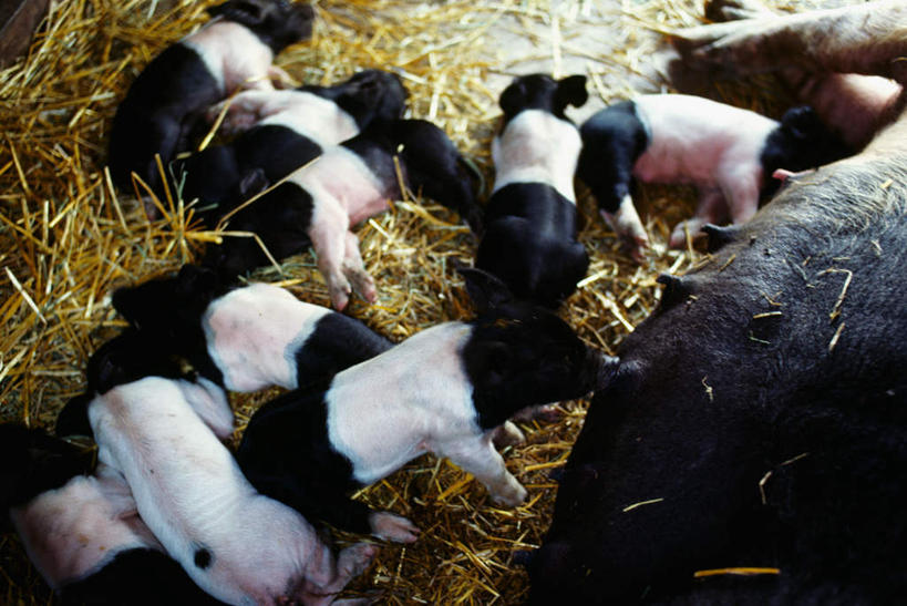 无人,躺,横图,俯视,室内,白天,美景,猪,美国,幼小,许多,阴影,反射,影子,景观,干草,注视,自然,动物,草垛,观察,看,趴着,家畜,景色,牲畜,观看,察看,北美,北美洲,关注,自然风光,美洲,俄亥俄州,北亚美利加洲,亚美利加洲,俄亥俄,七叶树州,七叶果之州,干草垛,卧着,趴,躺着,卧,半身,彩图,高角度拍摄