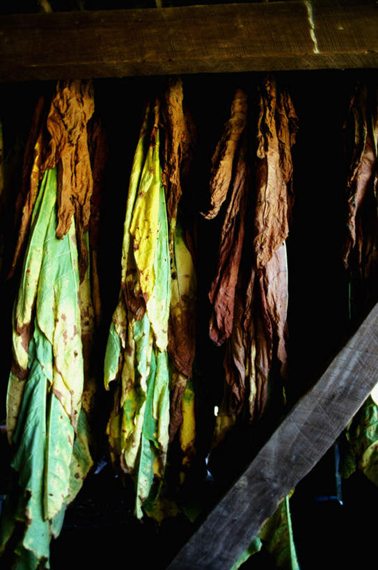 无人,竖图,室内,特写,白天,正面,玉米,美景,蔬菜,美国,吊挂,悬挂,阴影,新鲜,光线,棒子,影子,景观,玉蜀黍,食品,挂,食物,阳光,自然,景色,有机食品,绿色食品,苞米,北美,北美洲,自然风光,美洲,苞芦,苞谷,马里兰州,自由之州,战线之州,马里兰,北亚美利加洲,亚美利加洲,包谷,大蜀黍,番麦,薏米包,玉高粱,玉麦,珍珠米,小美国,彩图