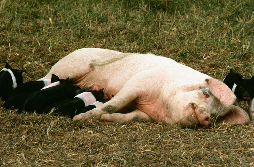 无人,农场,躺,横图,室内,白天,正面,畜牧业,牧场,草地,草坪,美景,植物,猪,美国,喝,阴影,光线,影子,景观,注视,草,绿色,阳光,自然,动物,观察,看,趴着,家畜,景色,牲畜,观看,察看,北美,北美洲,关注,自然风光,美洲,畜牧,特拉华,威尔明顿,特拉华州,牧业,北亚美利加洲,亚美利加洲,德拉维尔州,卧着,趴,躺着,卧,半身,彩图