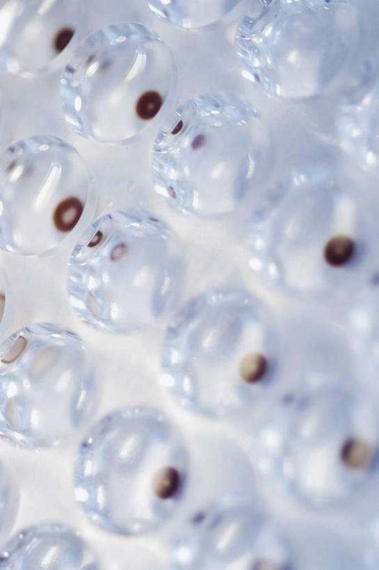 无人,竖图,俯视,室内,特写,白天,白色背景,实验,仪器,一排,许多,阴影,朦胧,模糊,研究,整齐,反射,分析,化学,测试,培养皿,液体,影子,排列,器皿,生物,摄影,影棚,队列,皮氏培养皿,试验耗材,实验用品,化学器材,彩图,高角度拍摄,影棚拍摄,拍摄