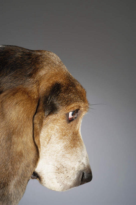 头,无人,竖图,室内,特写,白天,侧面,宠物,狗,灰色背景,注视,巴吉度猎犬,一只,黄色,动物,观察,看,可爱,摄影,影棚,观看,巴吉度,察看,关注,忠诚,法国短脚猎犬,头部,犬,半身,彩图,影棚拍摄,拍摄