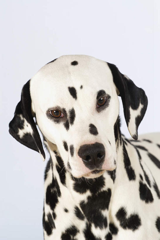 头,无人,竖图,室内,特写,白天,正面,宠物,狗,灰色背景,斑点,斑点狗,大麦町犬,黑点,注视,一只,白色,动物,观察,看,可爱,摄影,影棚,观看,察看,关注,忠诚,斑点犬,头部,犬,半身,彩图,影棚拍摄,拍摄