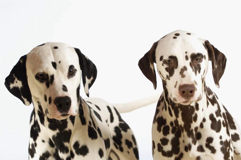 头,无人,横图,室内,特写,白天,正面,宠物,狗,灰色背景,斑点,斑点狗,大麦町犬,黑点,注视,白色,动物,观察,看,两只,可爱,摄影,影棚,观看,察看,关注,忠诚,斑点犬,头部,犬,半身,彩图,影棚拍摄,拍摄