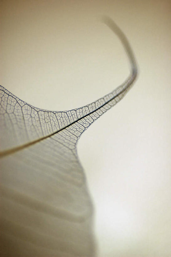 无人,竖图,俯视,室内,特写,白天,叶子,一片,阴影,枯萎,朦胧,模糊,反射,纹理,影子,死亡,肌理,枯败,叶,叶片,叶脉,彩图,高角度拍摄