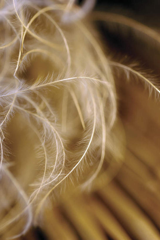 无人,竖图,俯视,室内,特写,白天,静物,阴影,枯萎,朦胧,模糊,反射,影子,干花,花茎,死亡,枯败,彩图,高角度拍摄