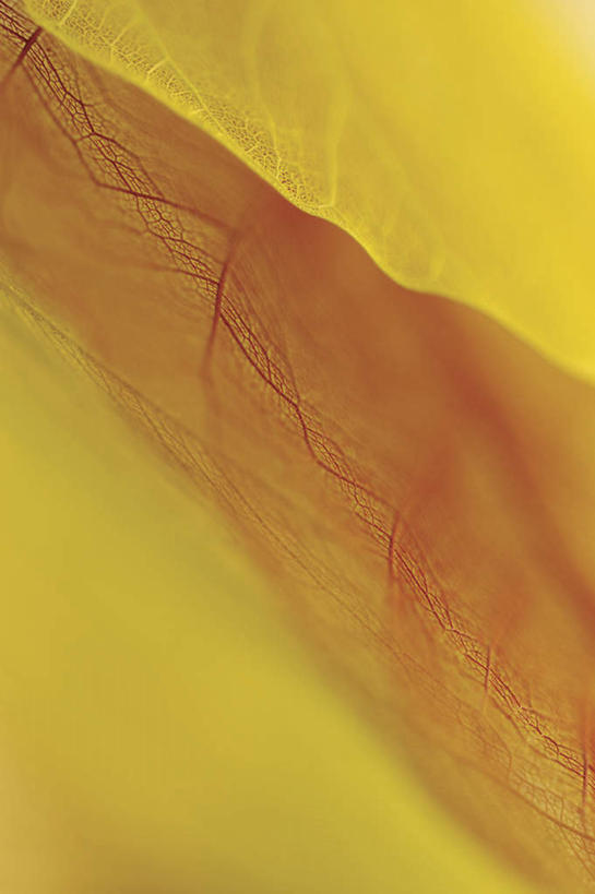 无人,竖图,俯视,室内,特写,白天,叶子,阴影,枯萎,朦胧,模糊,反射,影子,黄色,死亡,枯败,叶,叶片,彩图,高角度拍摄