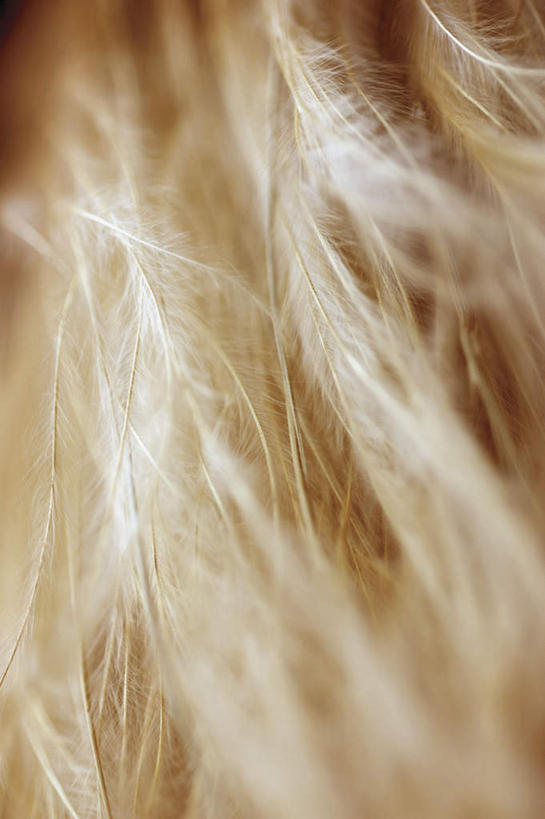 无人,竖图,俯视,室内,特写,白天,植物,叶子,阴影,枯萎,朦胧,模糊,反射,纹理,影子,死亡,肌理,枯败,叶,叶片,叶脉,彩图,高角度拍摄