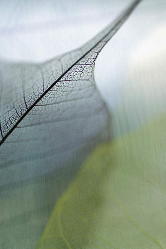 无人,竖图,俯视,室内,特写,白天,叶子,阴影,灰色背景,枯萎,朦胧,模糊,反射,纹路,纹理,影子,摄影,影棚,死亡,肌理,枯败,叶,叶片,彩图,高角度拍摄,影棚拍摄,拍摄