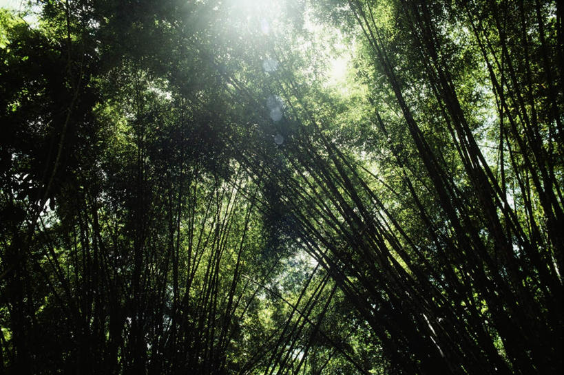 无人,横图,室外,白天,仰视,旅游,度假,美景,森林,树林,植物,叶子,巴巴多斯,阴影,梦幻,发光,光束,光线,影子,景观,绿叶,树桩,光亮,娱乐,树,树干,树木,绿色,阳光,自然,享受,休闲,嫩叶,木桩,景色,放松,茂盛,生长,成长,繁茂,北美,北美洲,未来,发亮,自然风光,美洲,憧憬,北亚美利加洲,亚美利加洲,兴旺,昌盛,巴巴多斯共和国,昌隆,畅旺,发达,蕃芜,繁盛,富强,隆盛,蓬勃,旺盛,兴隆,兴盛,郁勃,叶,叶片,彩图,低角度拍摄