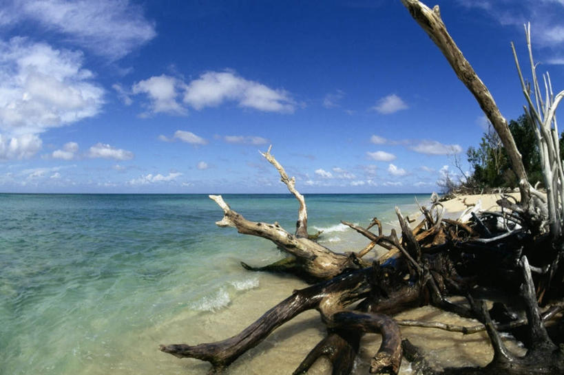 无人,横图,室外,白天,正面,旅游,度假,海浪,海洋,美景,沙滩,植物,棕榈树,叶子,加勒比海,阴影,光线,沙子,影子,海岸,景观,浪花,水平线,云,云朵,辽阔,绿叶,枝条,海平线,沙地,云彩,娱乐,树,树木,树枝,蓝色,绿色,白云,蓝天,天空,阳光,自然,海水,天,享受,休闲,广阔,嫩叶,景色,南美,放松,生长,晴朗,成长,一望无际,南美洲,拉丁美洲,自然风光,美洲,海景,棕榈叶,维京群岛,亚美利加洲,南亚美利加洲,处女群岛,美属处女群岛,美属维尔京群岛,维尔京群岛,无边无际,一马平川,虬枝,枝杈,美属维京群岛,圣克罗伊岛,叶,叶片,大海,风浪,海,海水的波动,海滩,近岸浪,涌浪,晴空,彩图,水天相接,水天一线