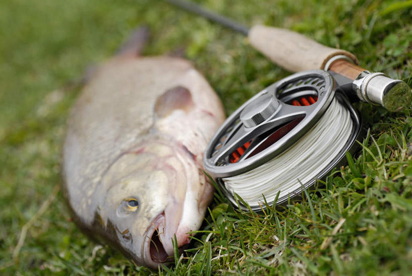 海鲜,无人,横图,俯视,室外,特写,白天,草地,草坪,植物,钓鱼竿,一条,阴影,朦胧,模糊,反射,鱼,影子,水产,鱼类,海洋生物,草,绿色,渔具,死亡,水生动物,海产品,水生物,海底动物,鱼线轮,卷线器,殒命,灭亡,钓竿,鱼竿,彩图,高角度拍摄,钓鱼
