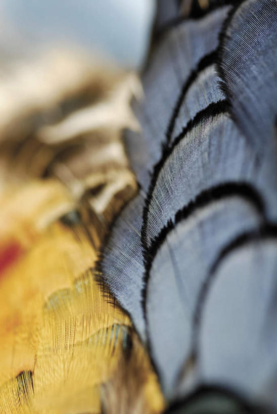 无人,竖图,俯视,室外,特写,白天,鸡,鸟,羽毛,阴影,朦胧,模糊,轻盈,柔软,反射,鸟类,雉鸡,影子,白色,两只,环颈雉,轻柔,野鸡,彩图,高角度拍摄