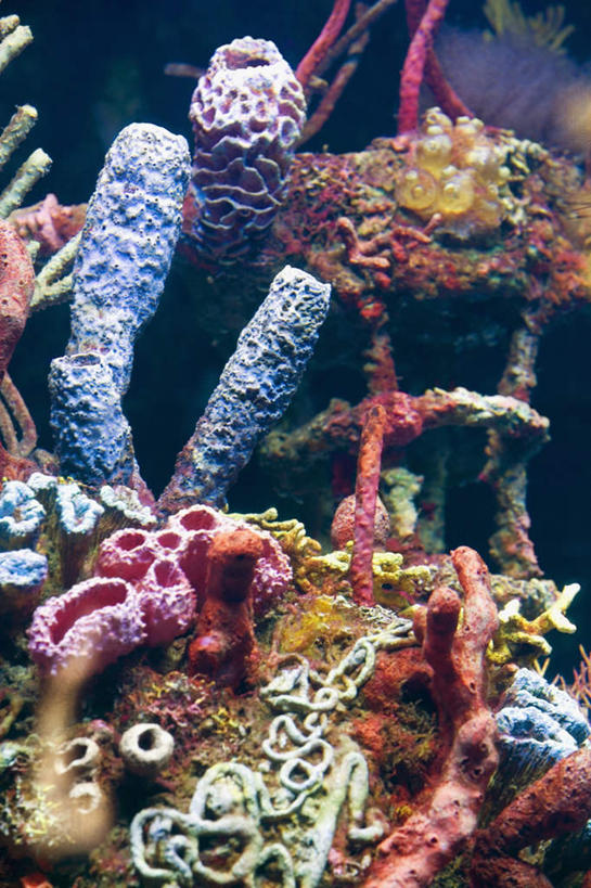 无人,竖图,室外,白天,正面,旅游,度假,美景,许多,阴影,光线,珊瑚,影子,景观,娱乐,珊瑚礁,海洋生物,无脊椎动物,阳光,自然,享受,休闲,景色,放松,腔肠动物,自然风光,海底礁,珊瑚虫,礁,岩石,彩图