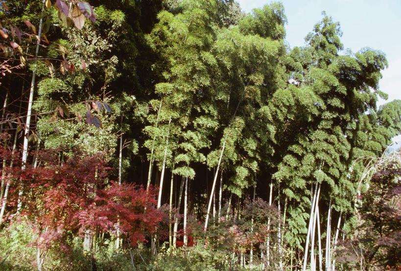 无人,横图,室外,白天,仰视,旅游,度假,纯洁,美景,森林,树林,植物,竹子,京都,日本,亚洲,阴影,光线,影子,景观,娱乐,树,树木,蓝色,绿色,蓝天,天空,阳光,自然,天,享受,休闲,景色,放松,京都府,生长,晴朗,成长,高雅,自然风光,东亚,本州,万里无云,本州岛,日本国,近畿地方,天龙寺,近畿,奉献,质朴,正直,担当,右京区,晴空,晴空万里,竹,彩图,低角度拍摄,奋进,操守,四君子,岁寒三友,性坚,虚怀,虚心,善群,卓尔