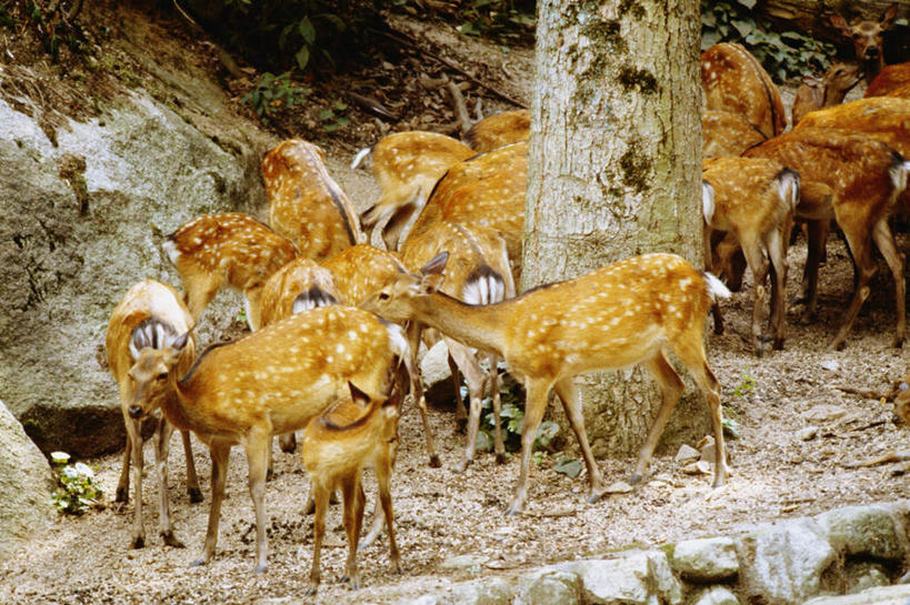 无人,站,横图,室外,白天,侧面,旅游,度假,石头,美景,哺乳动物,鹿,野生动物,广岛县,日本,亚洲,一群,许多,石子,景观,很多,注视,娱乐,自然,动物,观察,看,站着,享受,休闲,景色,放松,可爱,活泼,观看,察看,关注,自然风光,东亚,本州,严岛神社,宫岛,本州岛,日本国,広岛,中国地方,严岛,石块,岩石,站立,半身,彩图