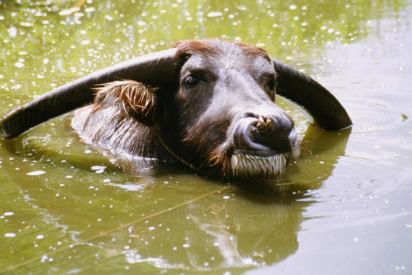 游泳,头,无人,横图,俯视,室外,特写,白天,旅游,度假,美景,牛,日本,亚洲,阴影,光线,影子,池塘,景观,水池,注视,娱乐,冲绳,一只,倒影,阳光,自然,动物,观察,看,享受,休闲,家畜,景色,放松,牲畜,观看,冲绳县,察看,倒映,关注,自然风光,东亚,琉球群岛,石垣岛,日本国,九州地方,泅水,八重山群岛,石垣市,反照,拍浮,头部,水牛,半身,彩图,高角度拍摄
