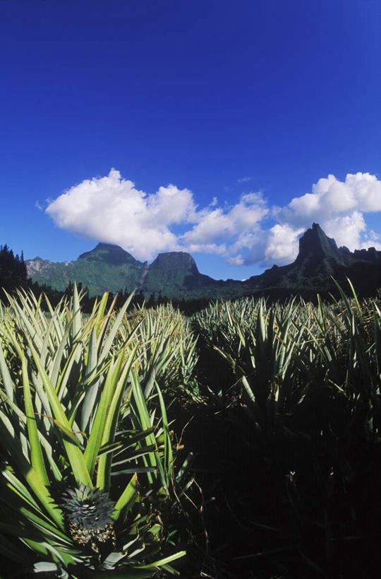 无人,农田,竖图,室外,白天,仰视,旅游,度假,庄稼,农作物,岛屿,石头,美景,山,山脉,菠萝,水果,夏威夷,美国,阴影,新鲜,光线,石子,影子,景观,山顶,山峰,云,云朵,生食,食品,果实,山峦,云彩,娱乐,食物,蓝色,白云,蓝天,天空,阳光,自然,群山,天,享受,休闲,景色,放松,有机食品,绿色食品,晴朗,北美,北美洲,自然风光,美洲,沉积岩,夏威夷岛,夏威夷州,爱洛哈之州,北亚美利加洲,亚美利加洲,大岛,颠峰,极峰,水成岩,列岛,群岛,石块,岩石,诸岛,晴空,凤梨,彩图,低角度拍摄,耕地,庄稼田