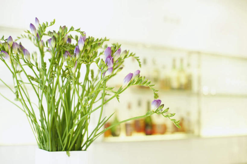 无人,横图,室内,白天,正面,植物,柜子,玻璃,阴影,朦胧,模糊,盛开,反射,盆栽,影子,墙,盆景,花蕾,货架,墙壁,墙面,玻璃制品,花,花瓣,花朵,鲜花,绿色,白色,自然,花苞,花蕊,展示,生长,成长,储存,展现,陈列柜,储备,蕴藏,贮备,彩图,贮存