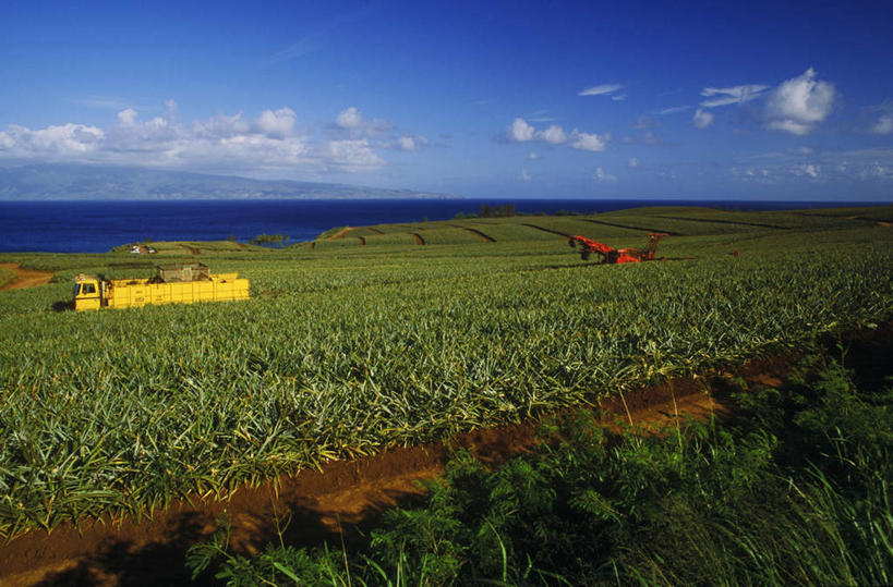 无人,农田,横图,室外,白天,正面,旅游,度假,庄稼,农作物,岛屿,海浪,海洋,美景,道路,卡车,路,汽车,夏威夷,美国,阴影,光线,影子,景观,浪花,水平线,云,云朵,小路,辽阔,交通,海平线,云彩,娱乐,车,蓝色,白云,蓝天,天空,阳光,自然,海水,交通工具,天,享受,休闲,广阔,景色,放松,晴朗,一望无际,北美,北美洲,自然风光,载具,美洲,海景,夏威夷岛,夏威夷州,爱洛哈之州,北亚美利加洲,亚美利加洲,大岛,无边无际,一马平川,大海,风浪,海,海水的波动,近岸浪,列岛,群岛,涌浪,诸岛,晴空,彩图,耕地,庄稼田,水天相接,水天一线