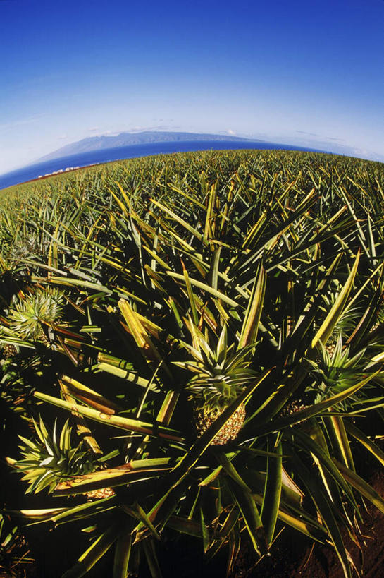 无人,农田,竖图,俯视,室外,白天,广角镜头,鱼眼镜头,旅游,度假,庄稼,农作物,岛屿,美景,植物,仙人掌,菠萝,水果,夏威夷,美国,阴影,新鲜,光线,火焰,影子,景观,云,云朵,生食,食品,果实,草药,云彩,娱乐,中药,食物,蓝色,白云,蓝天,天空,阳光,自然,天,享受,休闲,景色,放松,有机食品,绿色食品,晴朗,北美,北美洲,自然风光,美洲,药材,中草药,中药材,本草,夏威夷岛,夏威夷州,爱洛哈之州,牛舌头,北亚美利加洲,亚美利加洲,大岛,列岛,群岛,诸岛,晴空,玉芙蓉,仙巴掌,火掌,霸王树,凤梨,彩图,高角度拍摄,耕地,庄稼田